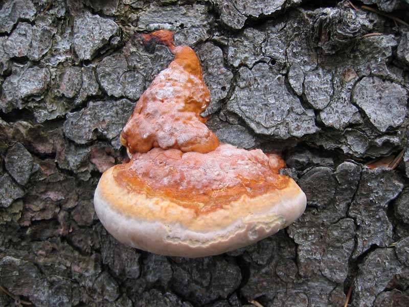 Fomitopsis pinicola - Altro lignic da Franci (Fomitopsis p.)